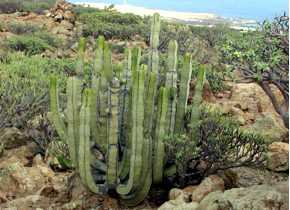 Die Natur Teneriffas enthält viele Pflanzen, die es nirgendwo sonst gibt