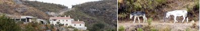 Die Eselfinca in Andalusien