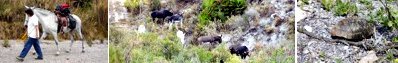 Esel, Andalusien un Urlaub auf der Finca
