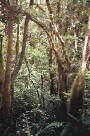 Nebelwald