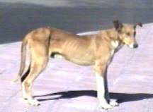 Canarischer Jagdhund