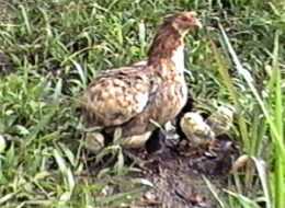 Araucana-Glucke mit der typischen Lauffarbe