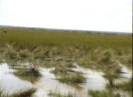 Llanos und Büffel