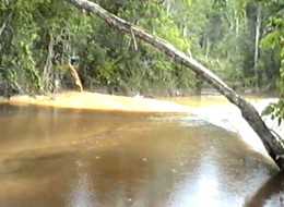 Quecksilberbelastetes Wasser wird von Goldsuchern eingeleitet