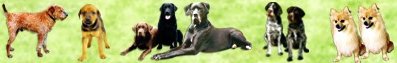 Hunde erziehen ist nicht schwierig