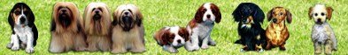 Sollte die Hundeerziehung tatschlich nicht  klappen, gibt es immer noch die Hundeschule